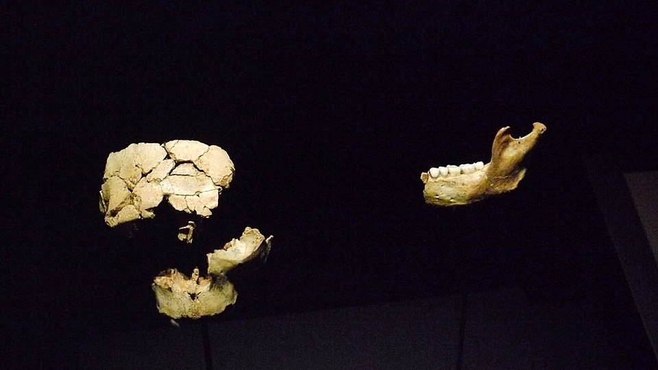 Original Homo antecessor fossil specimens ATD6-15, ATD6-69, and ATD6-96 on display at the Museo de la Evolución Humana in Burgos, Spain