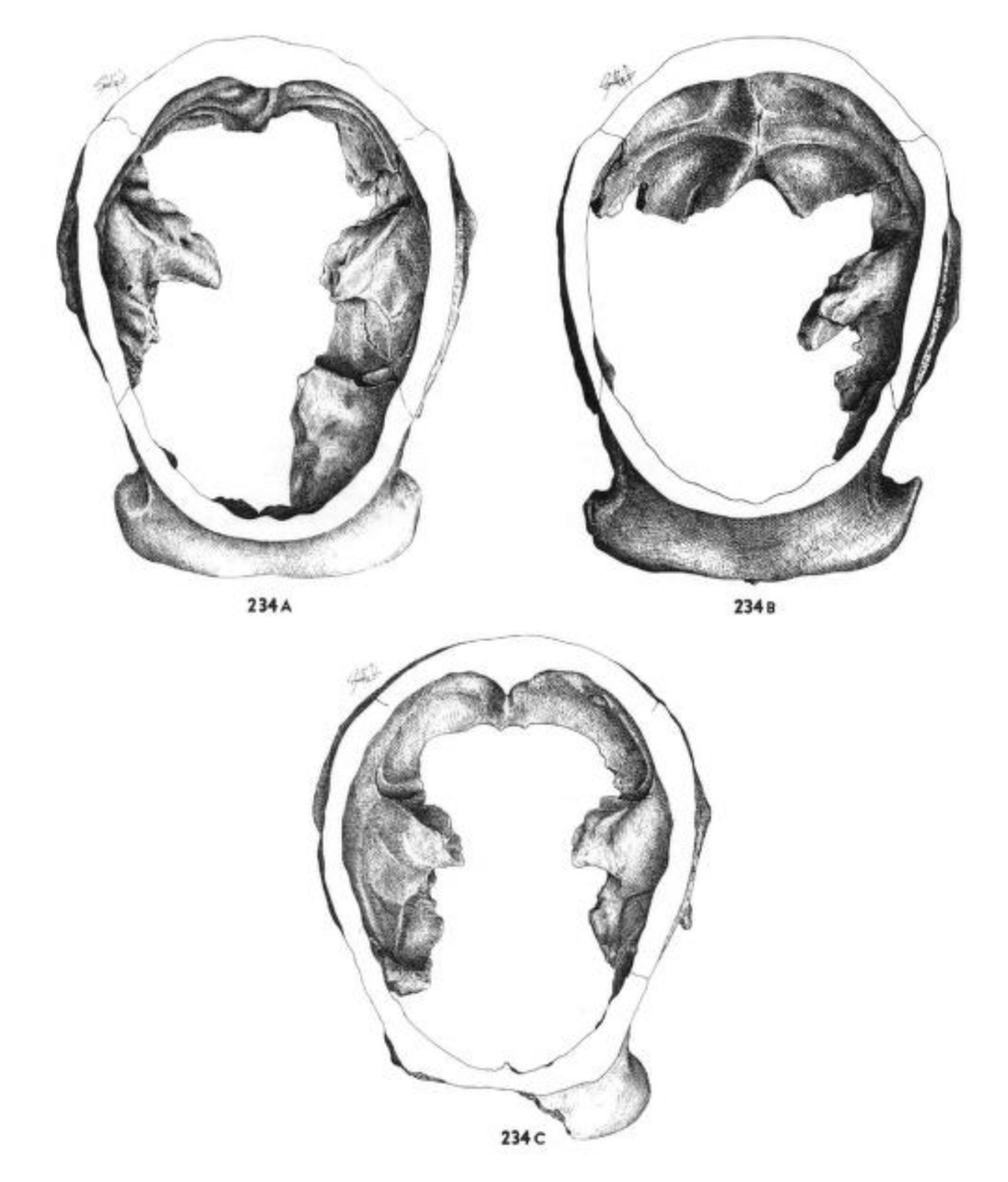 Skull of Homo erectus, the first hominin species to disperse widely across Africa and Eurasia