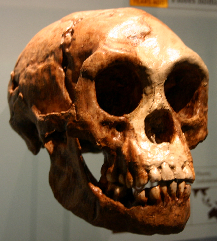 Reconstructed skeleton of Homo floresiensis displayed at the 7th Human Evolution Symposium, showing the species' diminutive stature of approximately 106 centimetres