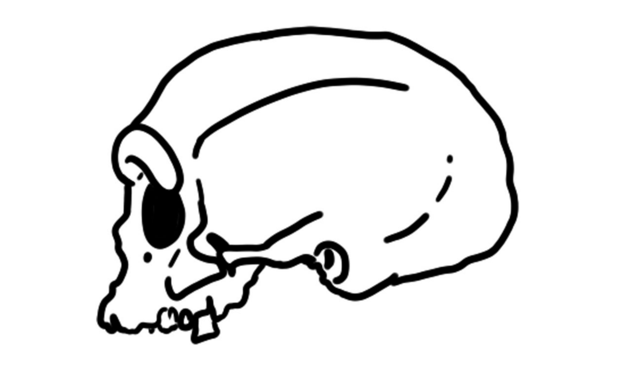 Profile view of the Harbin cranium, proposed as the type specimen of Homo longi