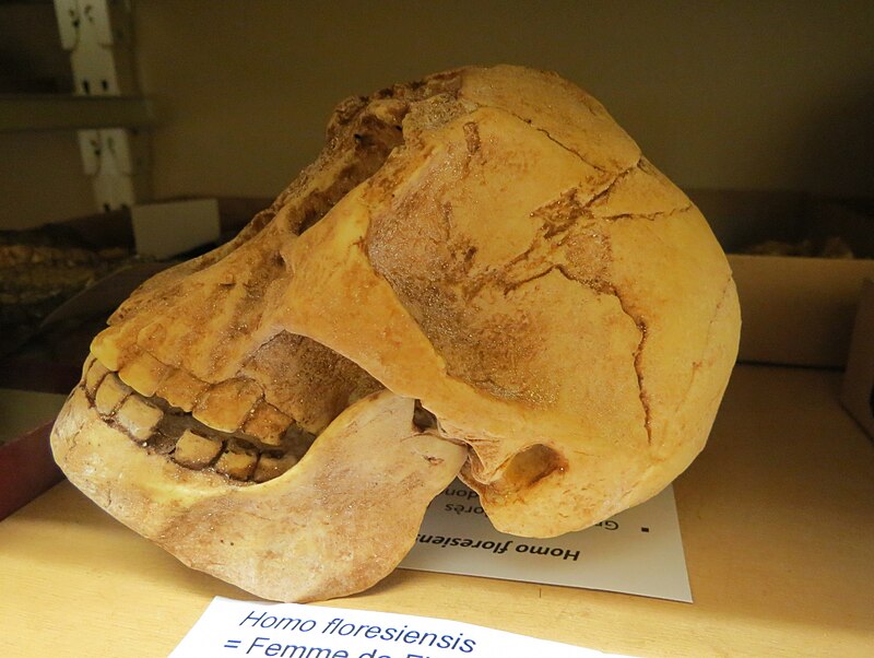 Reconstruction of Homo floresiensis at a museum, showing the small-bodied hominin from Flores, Indonesia