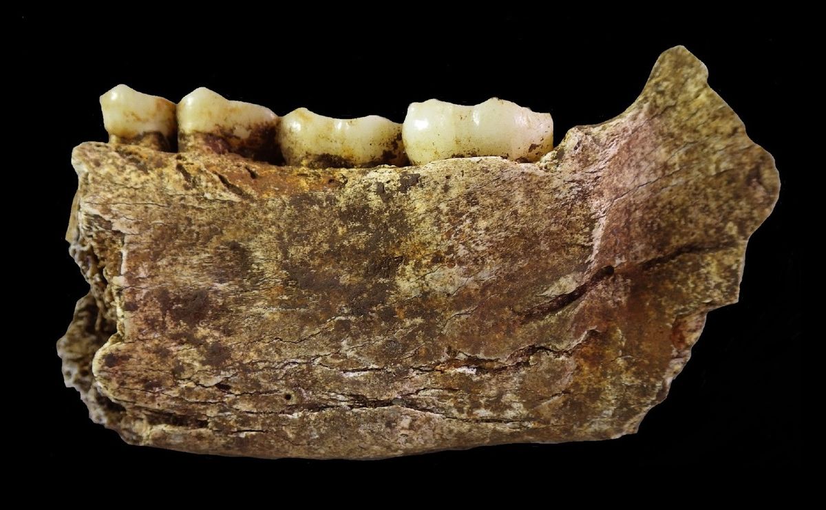 Mandible of Homo naledi from the Rising Star Cave system, the small-brained hominin at the center of burial debate