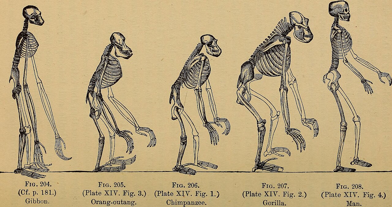 Comparative skeletal anatomy of humans and apes from a classic illustration