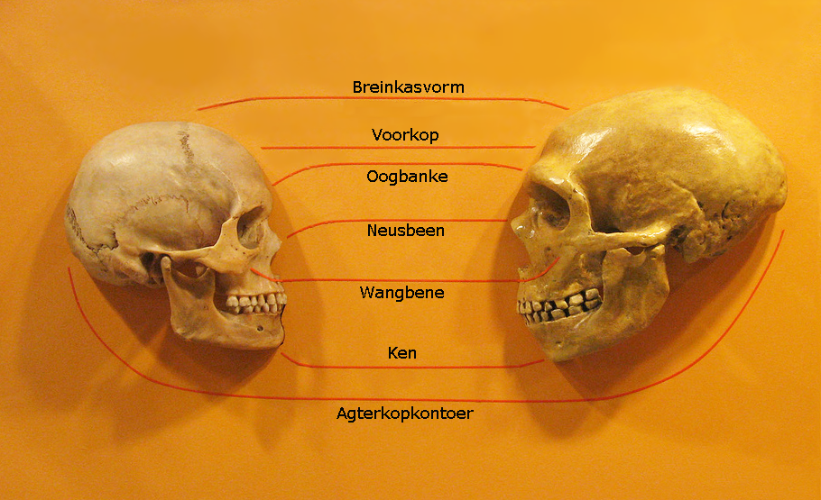 Comparison of a modern human and Neanderthal skull, illustrating the morphological differences documented in the fossil record
