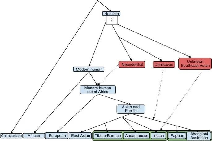 Human genetic diverging tree showing population relationships and archaic introgression from Neanderthals and Denisovans into modern human populations
