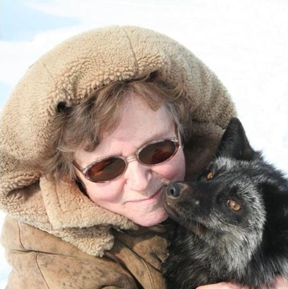 A domesticated silver fox from the Russian fox experiment, a key model for understanding self-domestication