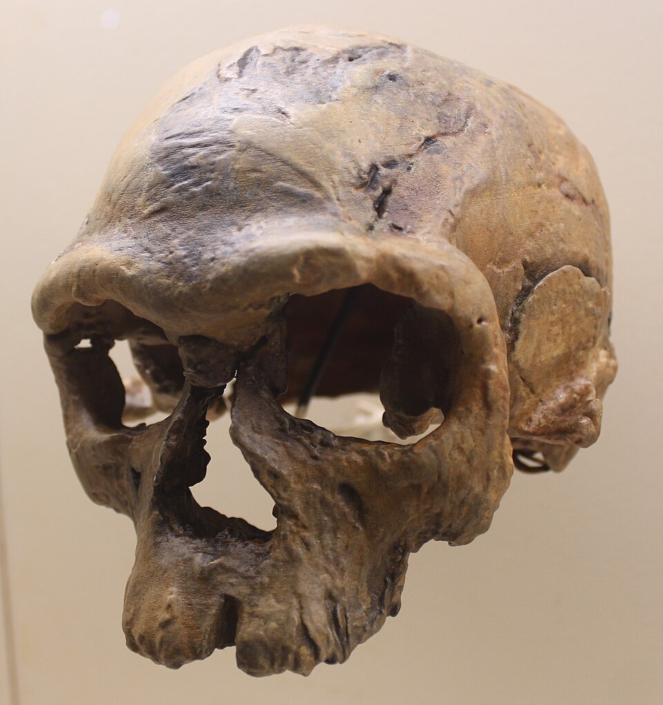 Cast of the Jebel Irhoud 1 cranium on display at the Smithsonian National Museum of Natural History, showing modern facial features and a long, low braincase