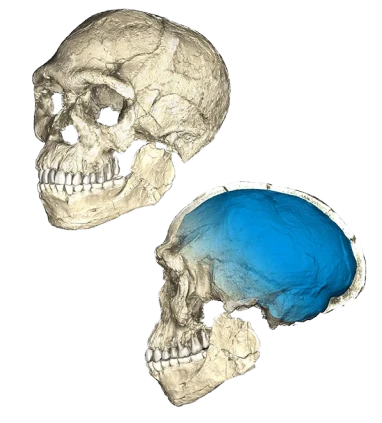 CT reconstruction of the earliest known Homo sapiens fossils from Jebel Irhoud, showing a modern face combined with an elongated, archaic-shaped braincase rendered in blue