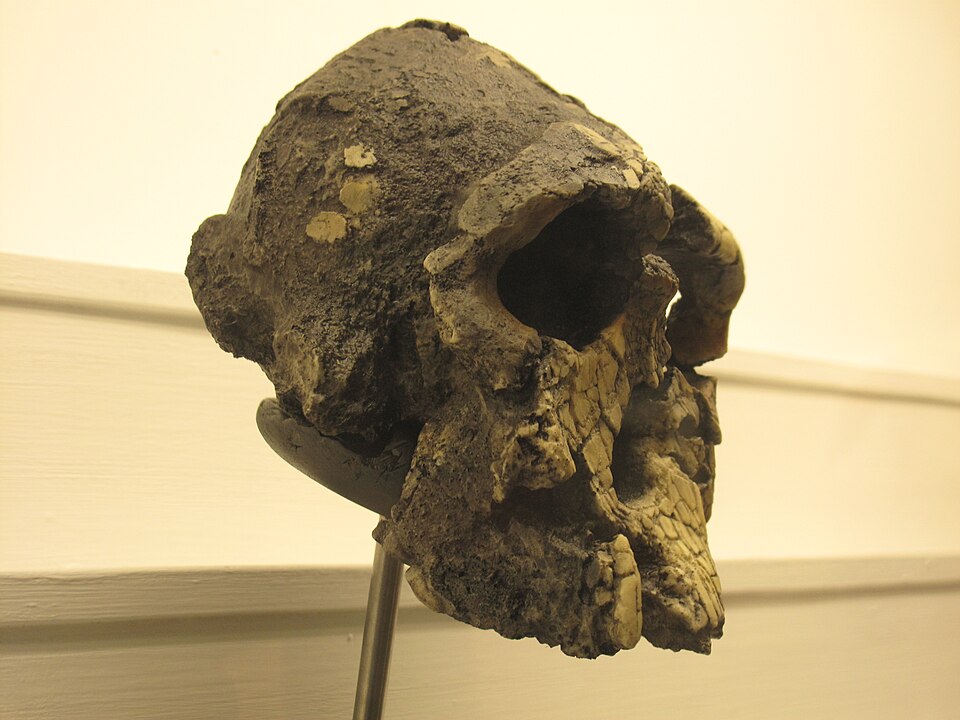 Cast of the Kenyanthropus platyops holotype cranium KNM-WT 40000 showing the characteristically flat face and anteriorly placed cheekbones