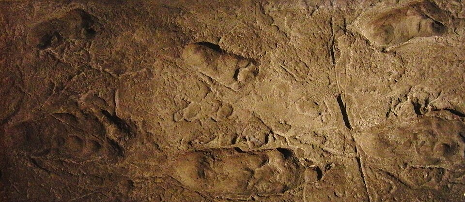 Replica of the Laetoli footprints showing two parallel trails of hominin footprints preserved in volcanic ash