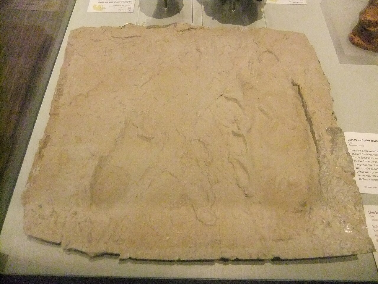 The Laetoli footprint trackway preserving 3.66-million-year-old hominin footprints in volcanic ash