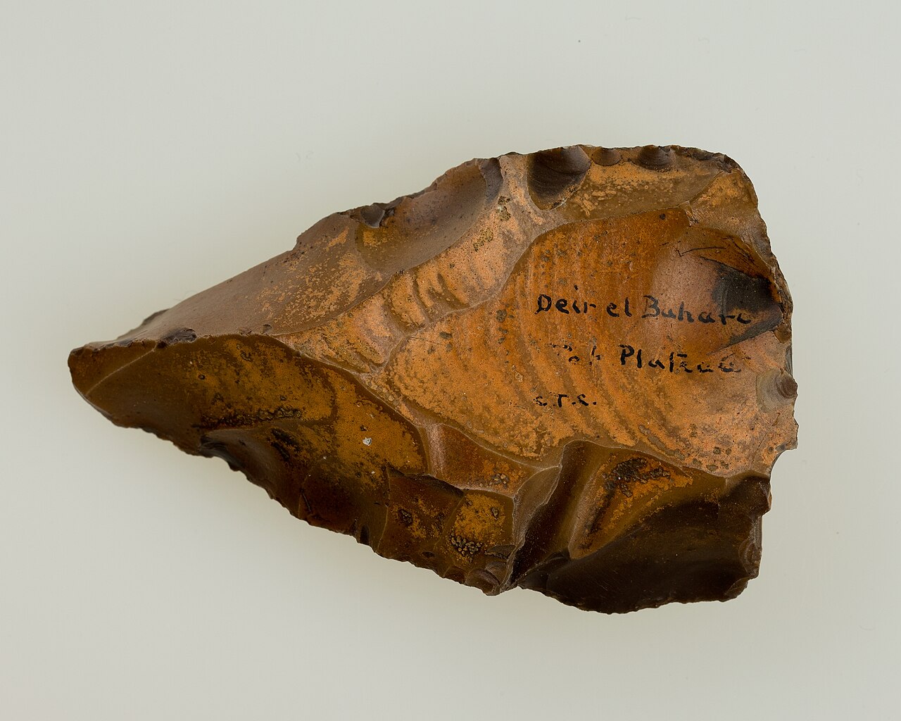 A Levallois core showing the characteristic prepared-core flaking surface
