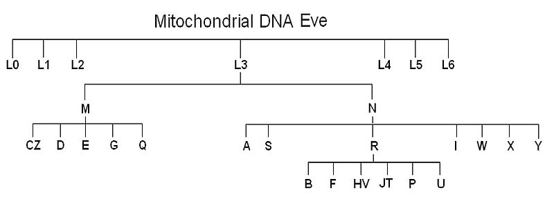 Phylogenetic tree of human mitochondrial DNA haplogroups showing the branching structure from Mitochondrial DNA Eve through the L, M, N, and R haplogroups