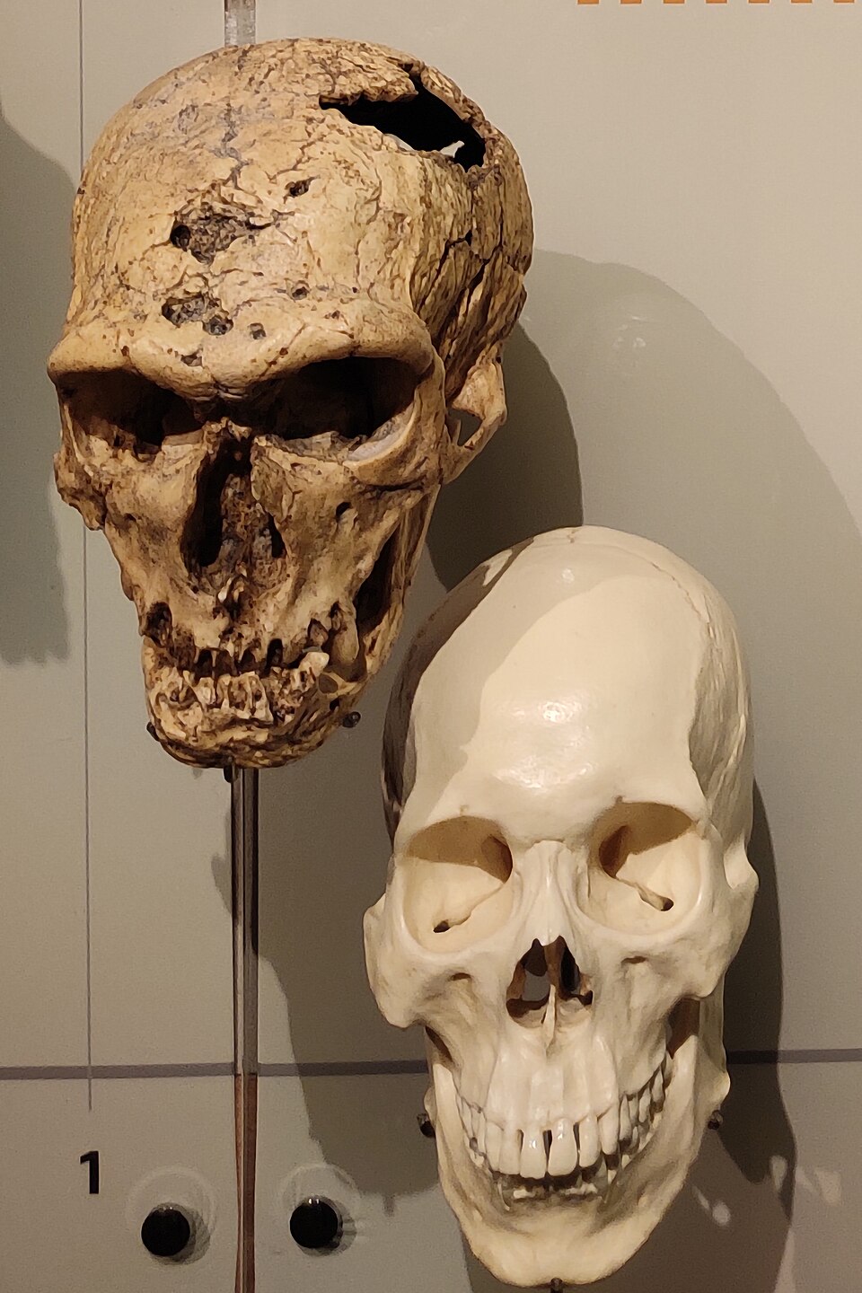Replica skulls of Homo neanderthalensis (based on La Chapelle-aux-Saints 1) and Homo sapiens, displayed side by side for comparison