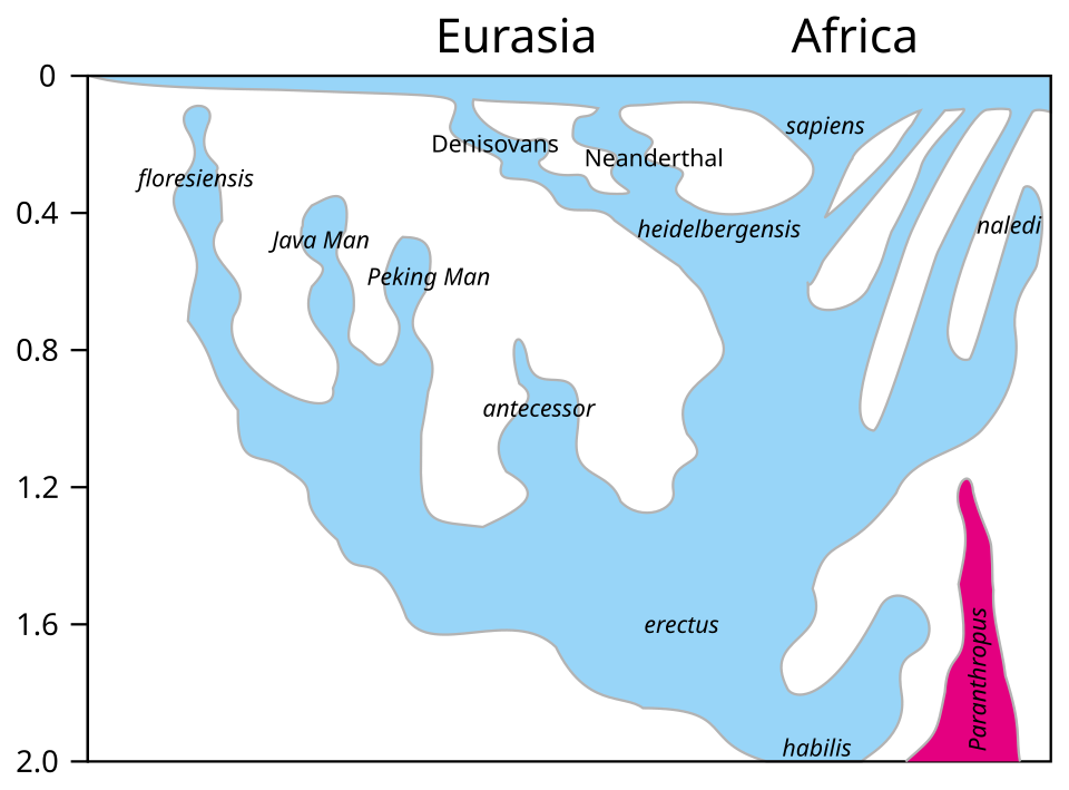 Phylogeny of the genus Homo showing the relationships between Homo sapiens, Neanderthals, Denisovans, and earlier Homo species, based on Stringer (2012) with 2017 updates