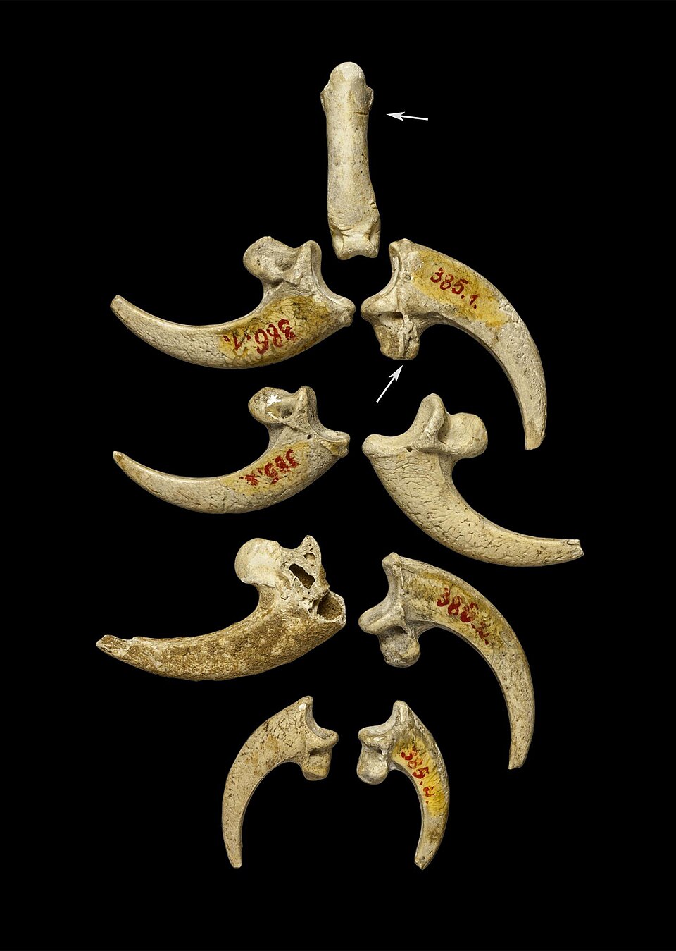 Eight white-tailed eagle talons from Krapina, Croatia, bearing cut marks and polishing consistent with use as a Neanderthal necklace or bracelet, approximately 130,000 years ago
