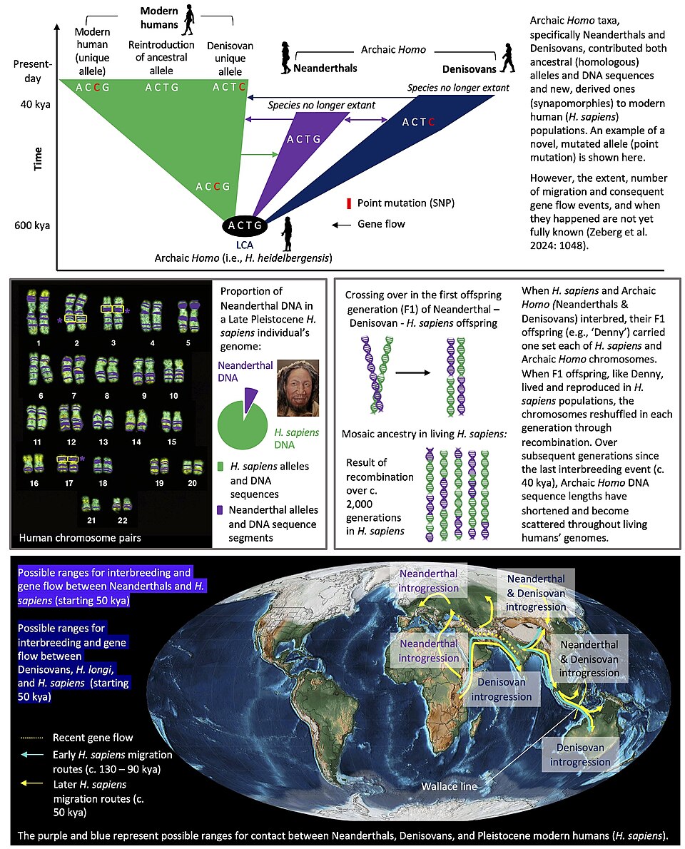 Diagram illustrating alleles shared between modern humans and archaic hominins, showing genomic evidence for interbreeding during the period of coexistence