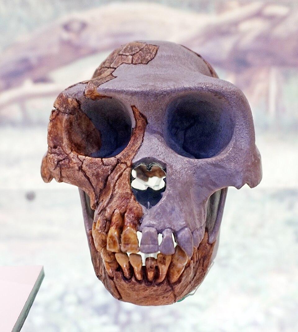 Cast of the Ardipithecus ramidus skull displayed at the National Museum of Natural Sciences, Madrid