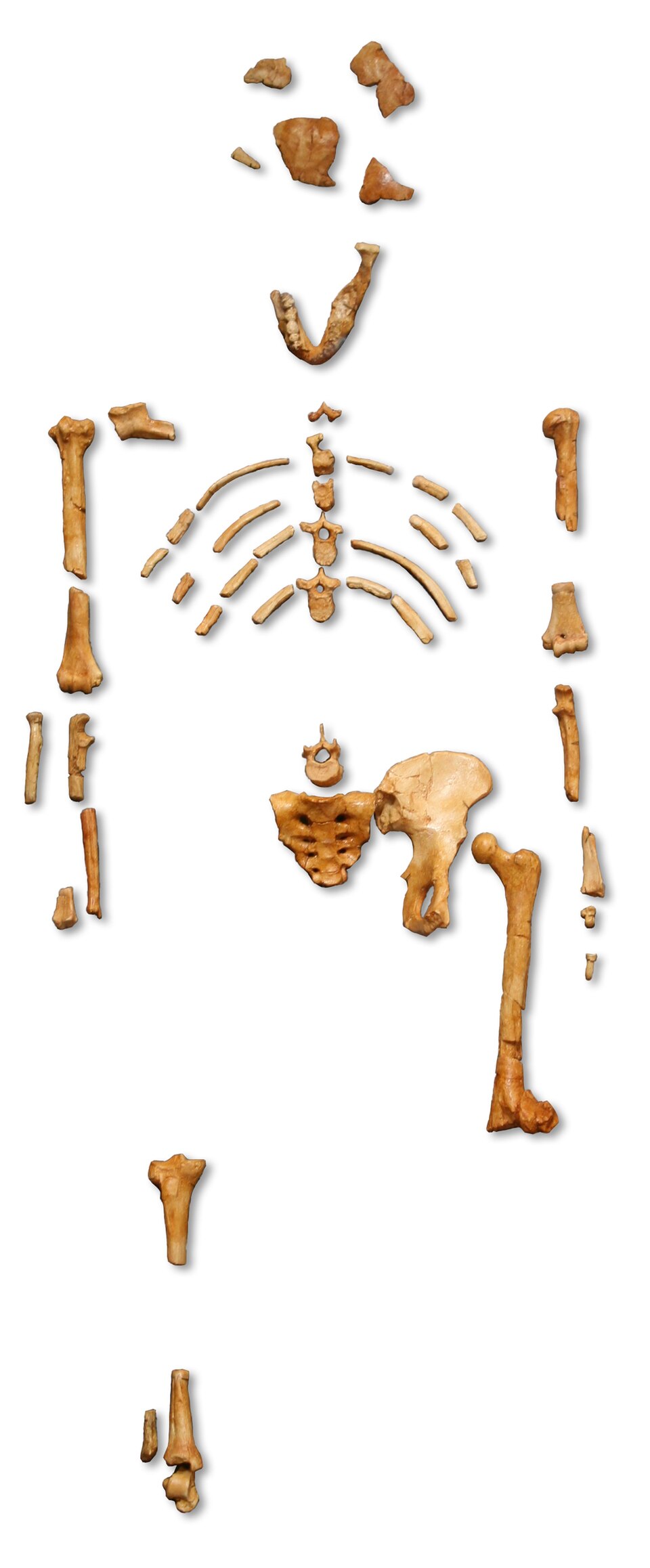 Reconstruction of the fossil skeleton of Lucy (AL 288-1), Australopithecus afarensis, at the Museum national d'histoire naturelle in Paris