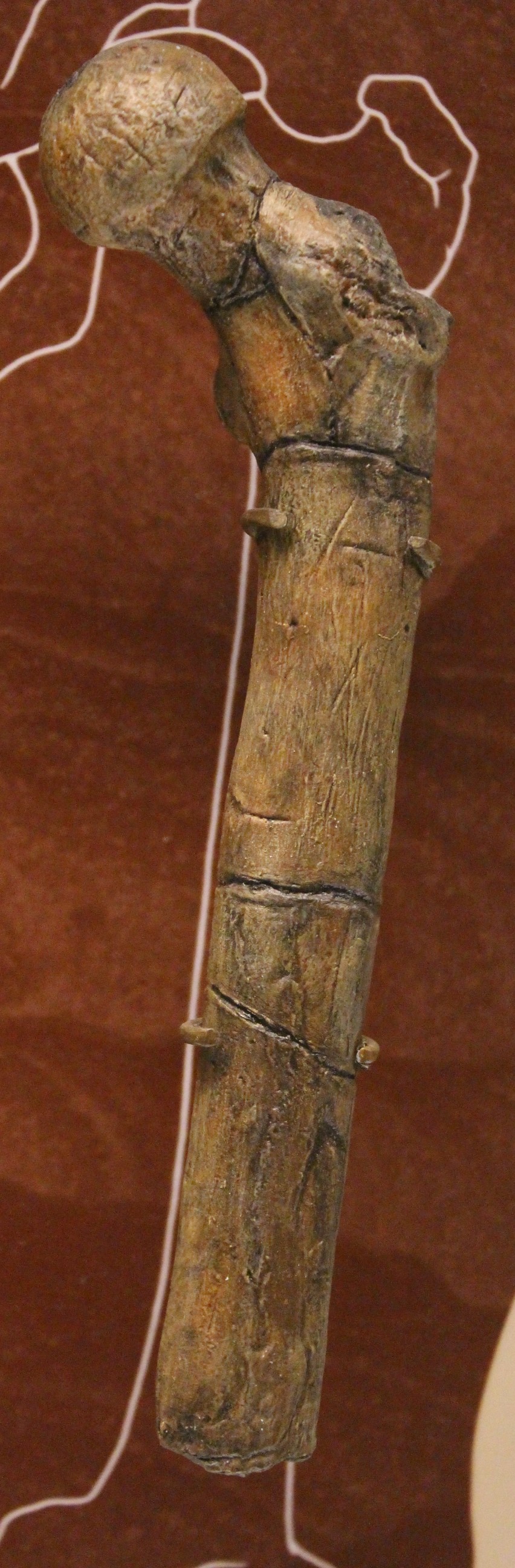 Cast of the Orrorin tugenensis proximal femur BAR 1002'00 on display at the Smithsonian National Museum of Natural History