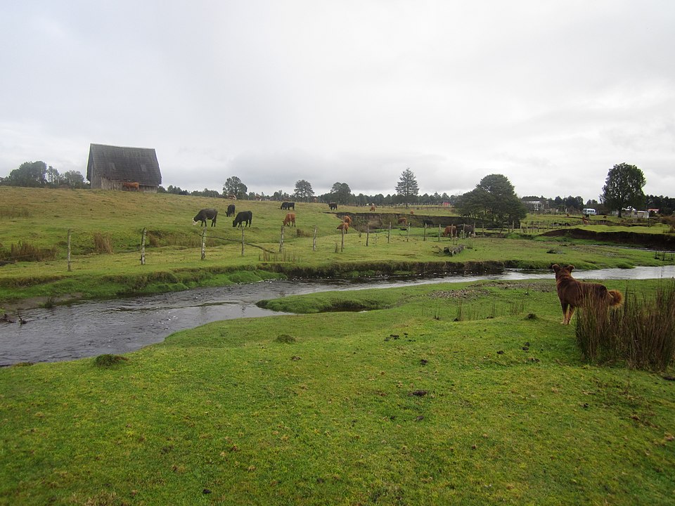 The Monte Verde archaeological site in southern Chile, one of the earliest securely dated sites of human habitation in the Americas