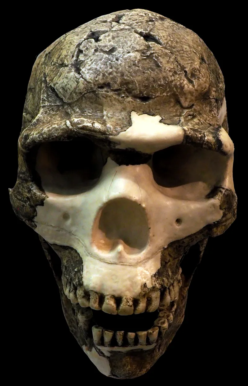 Cast of the Skhul 5 skull, an anatomically modern human from approximately 95,000 years ago, found in the Carmel Range of Israel