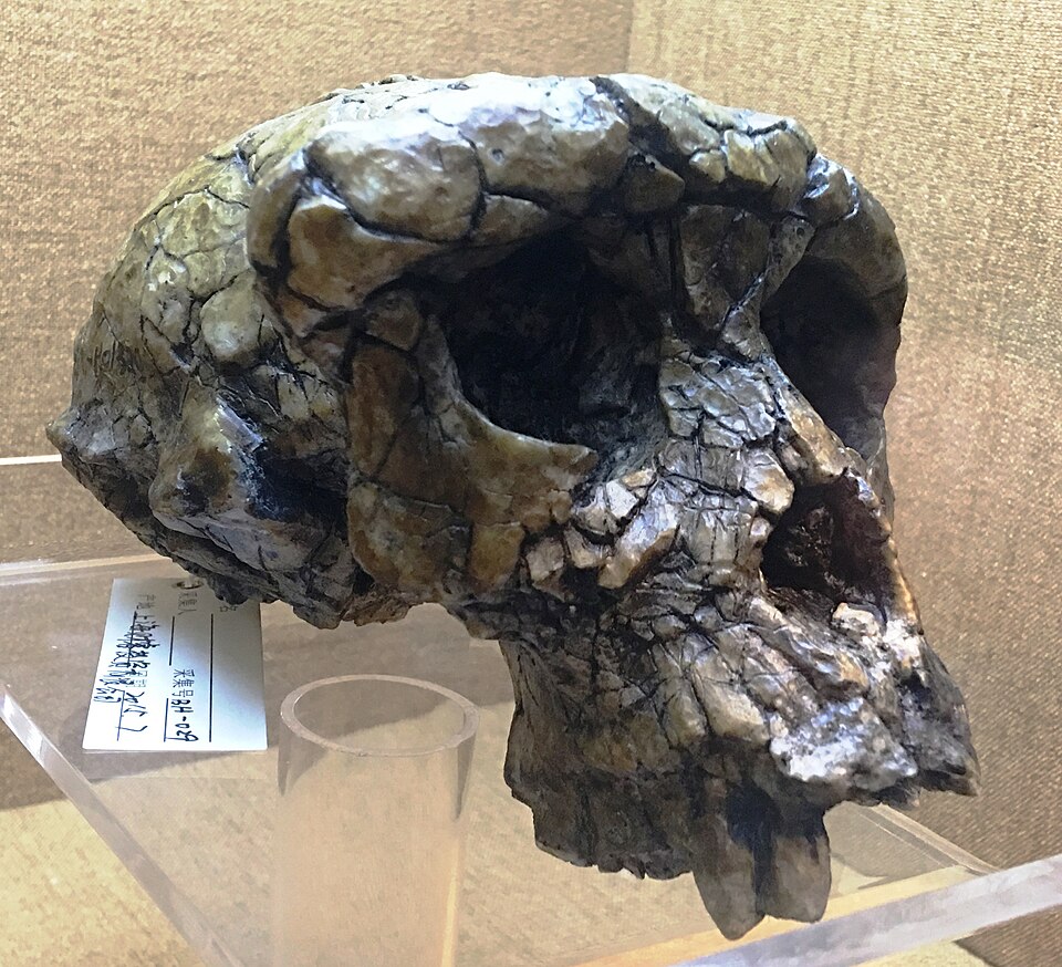 Lateral view of a cast of the Toumaï cranium (TM 266-01-060-1) at the Natural History Museum, London, showing the profile of Sahelanthropus tchadensis
