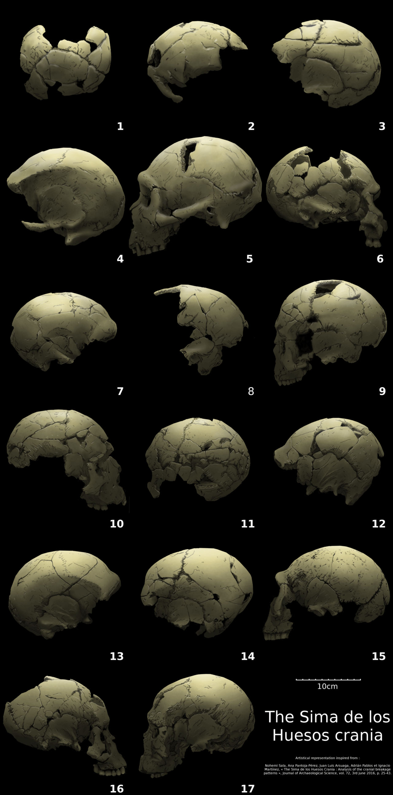 Hominin skulls from Sima de los Huesos, a Middle Pleistocene site in Atapuerca, Spain
