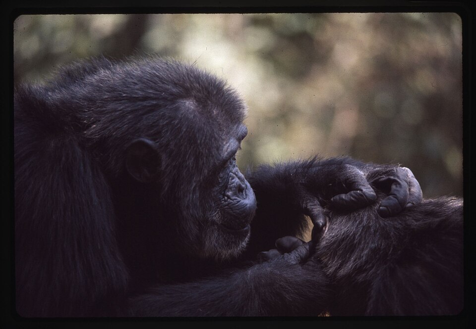 Chimpanzees engaged in social grooming, the primary bonding mechanism in non-human primates central to the social brain hypothesis