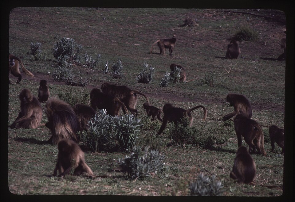 A troop of gelada baboons grazing together on an Ethiopian highland grassland, illustrating the large social groups maintained by cercopithecine primates