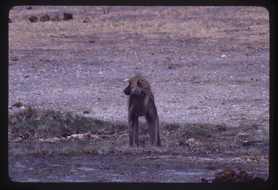 A yellow baboon (Papio cynocephalus) at a waterhole in Africa, representing the cercopithecine primates whose neocortex ratios of approximately 2.5-3.0 correlate with social group sizes of 40-55 individuals