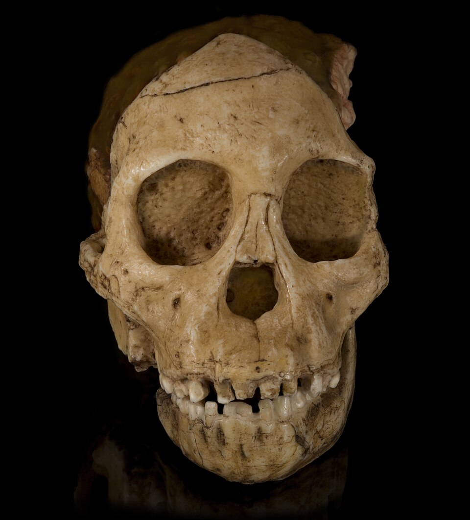 Cast of the Taung Child face, mandible, and natural endocranial endocast, original held at the University of the Witwatersrand