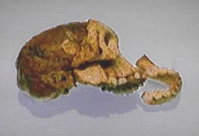 The Taung Child face on the right and the natural endocranial cast on the left, side by side