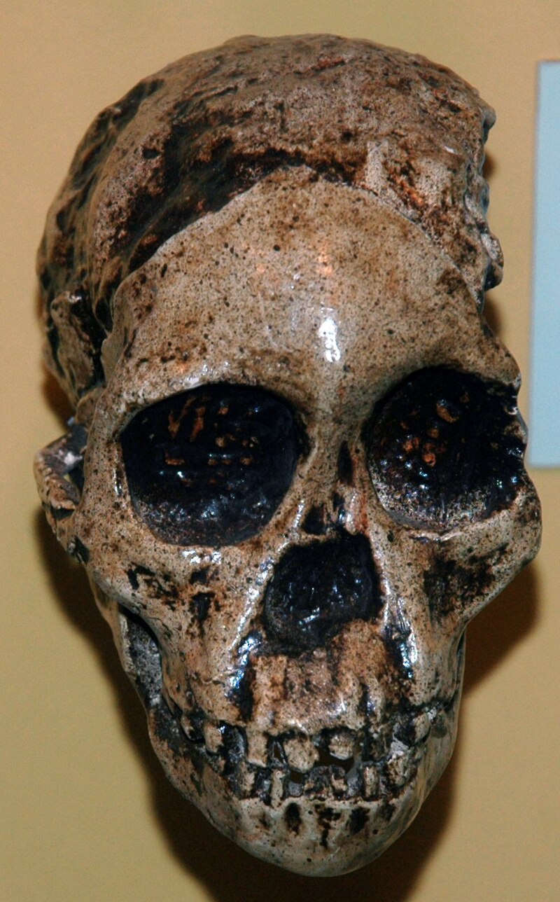 Replica of the Taung Child skull, holotype of Australopithecus africanus, Cleveland Museum of Natural History