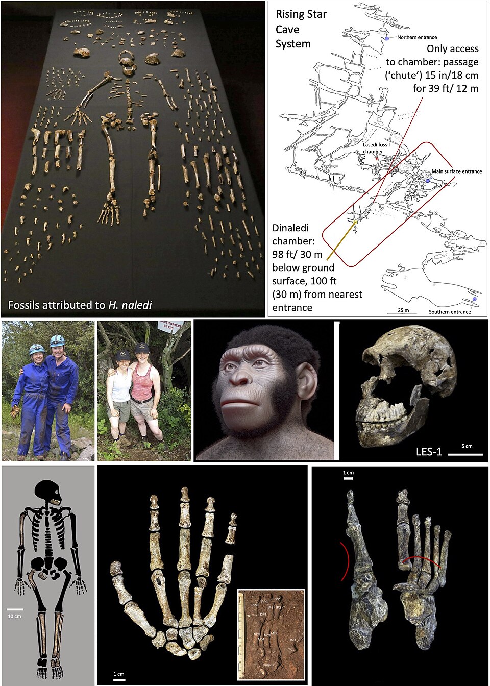 Cranium of Homo naledi from the Dinaledi Chamber, Rising Star Cave, South Africa