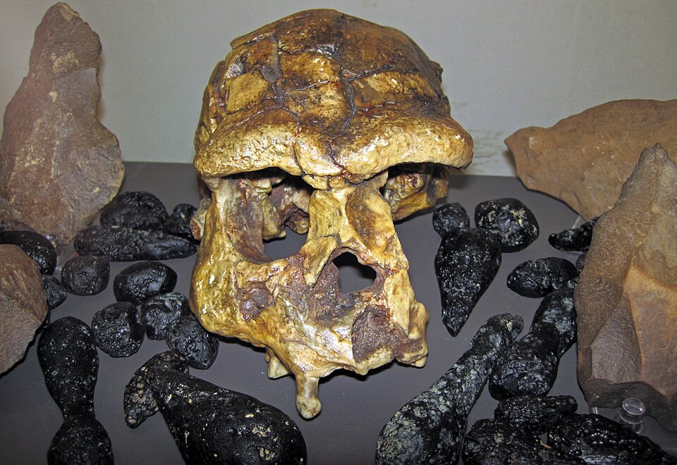 Cast of a Homo erectus skull from Southeast Asia, representing the first hominin to achieve modern body proportions and disperse out of Africa