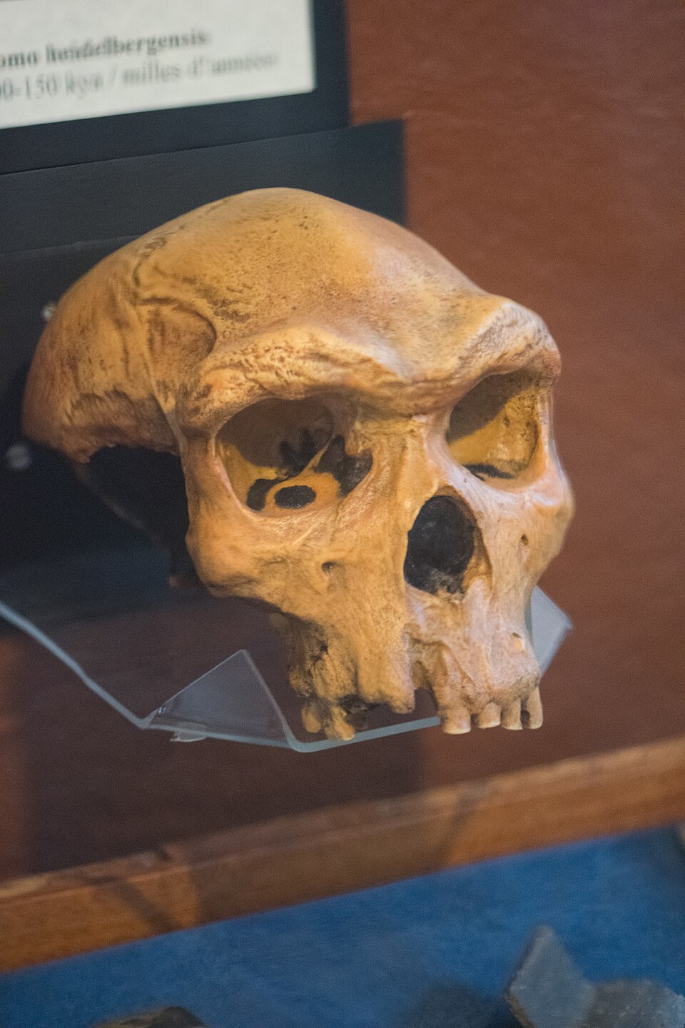 Skull reconstruction of Homo heidelbergensis on display at Redpath Museum, McGill University, Montreal