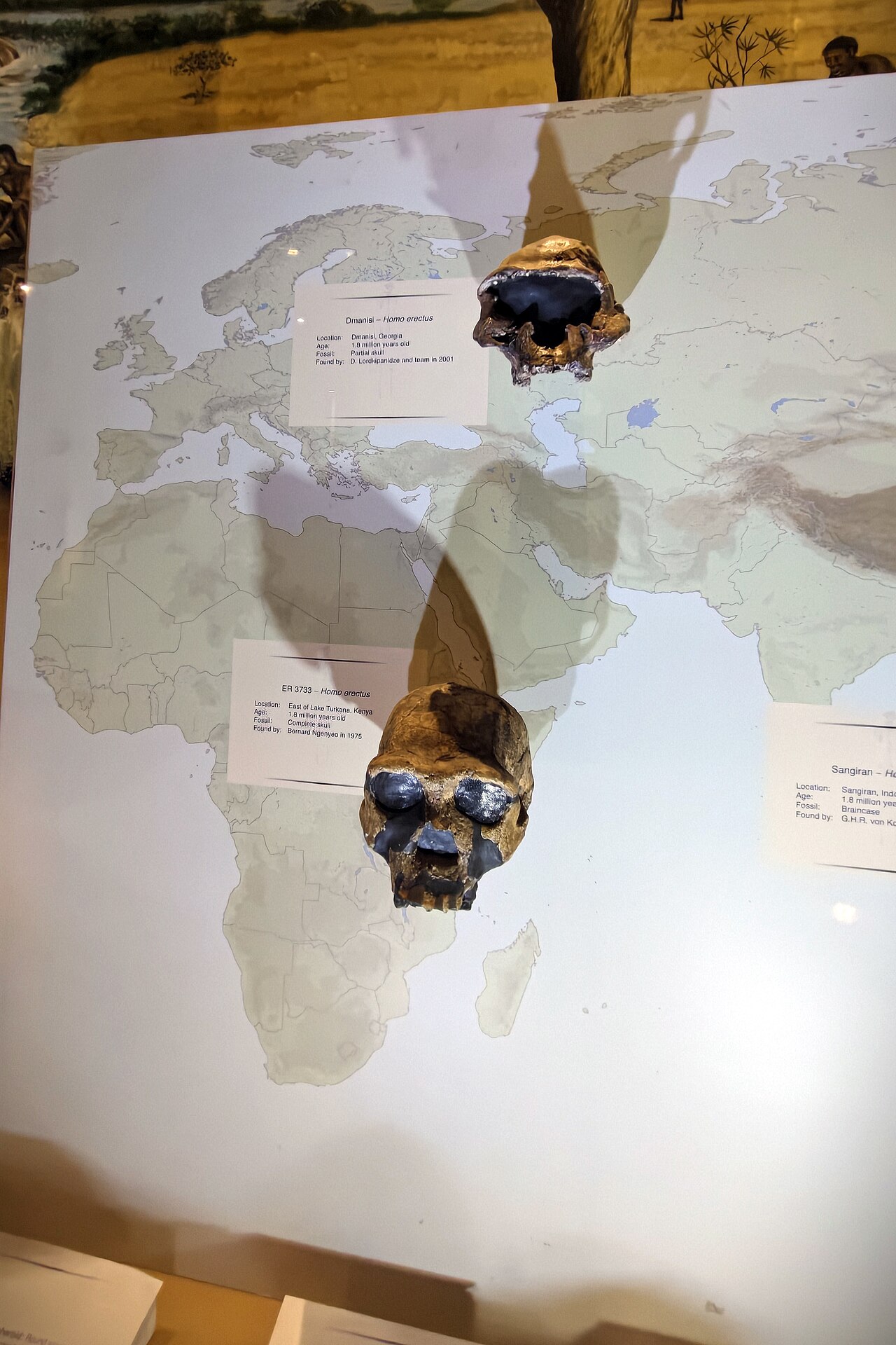 Collection of Homo erectus fossil skulls illustrating morphological variation within a single hominin species