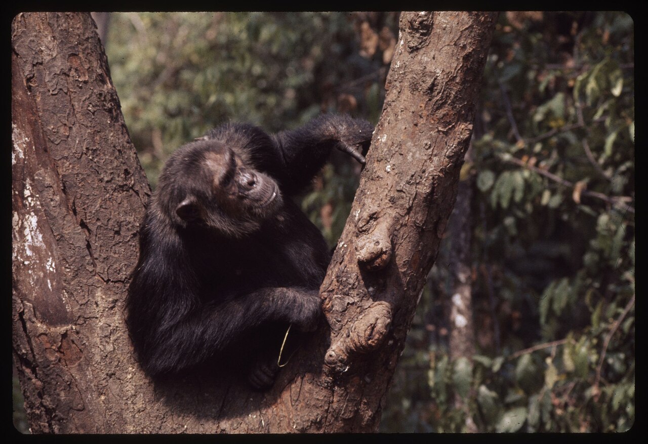 A chimpanzee using a grass tool to extract insects from a tree, one of the best-documented examples of nonhuman primate tool use