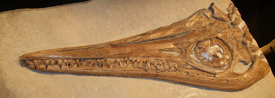 Fossil skeleton of Ichthyosaurus communis on display, showing the complete streamlined body outline including paddle limbs and elongated snout