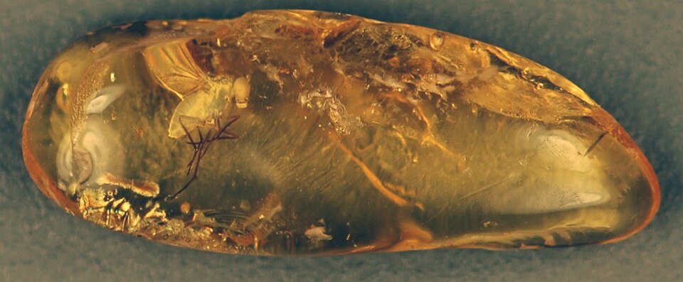 A fossil fly preserved in polished Baltic amber from the Eocene of Yantarnyi, western Russia
