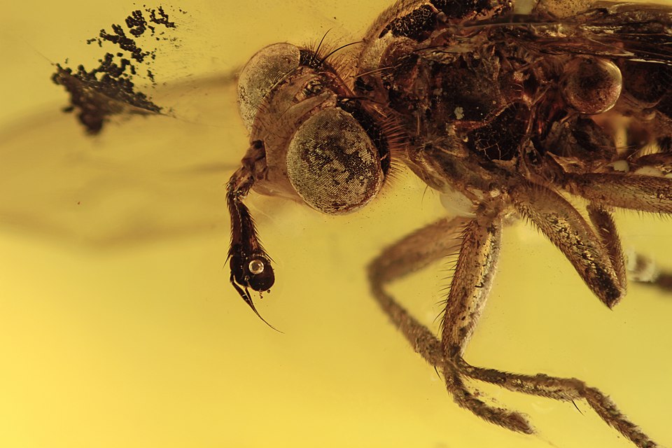 A fossil insect of the genus Palaeomyopa preserved in Baltic amber from the Eocene, approximately 50 million years old