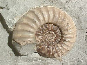 A complete calcified specimen of the Jurassic ammonite Asteroceras obtusum, showing planispiral coiling