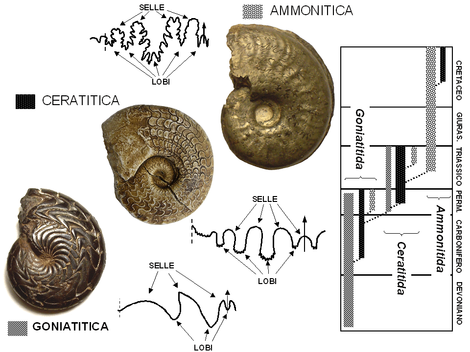 Diagram showing the three main ammonoid suture types: goniatitic, ceratitic, and ammonitic, with their temporal distribution