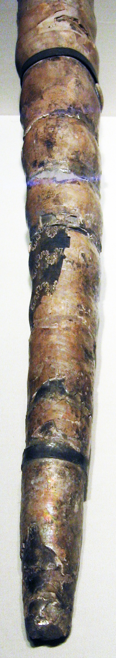 Baculites ovatus, a straight-shelled Cretaceous heteromorph ammonite