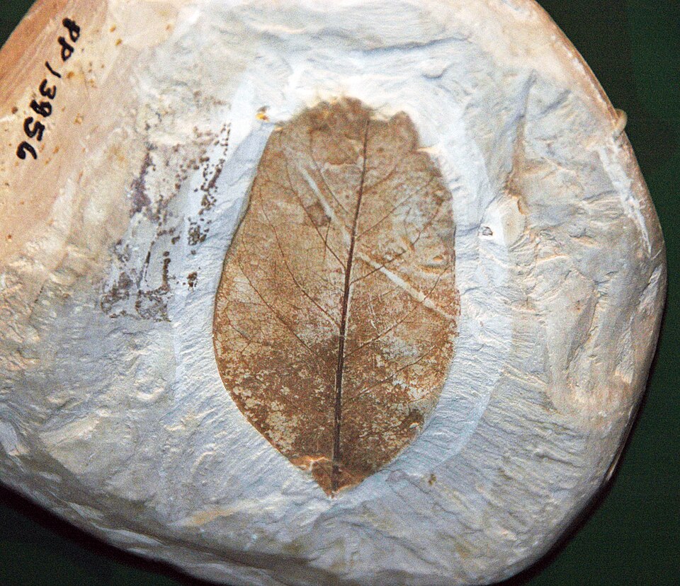 Fossil leaf of Magnolia boulayana from the Cretaceous of Alabama, showing the preserved venation of an early flowering plant