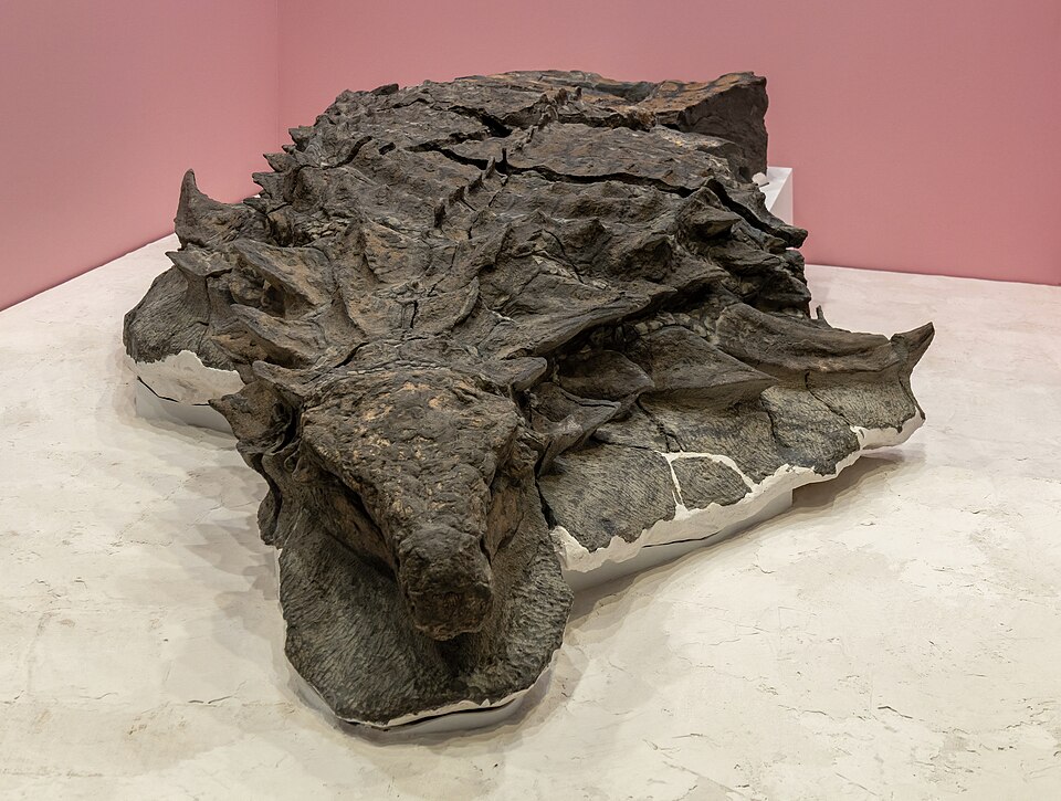 Exceptionally preserved Borealopelta markmitchelli specimen at the Royal Tyrrell Museum