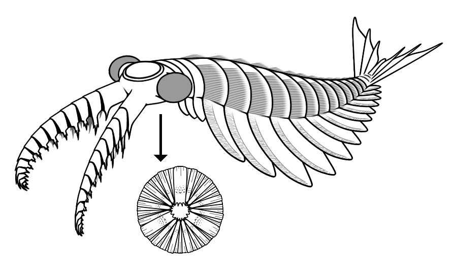 Anomalocaris