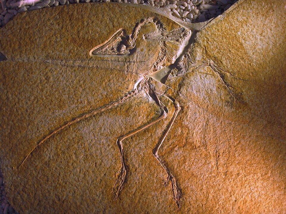 The Eichstätter specimen of Archaeopteryx lithographica, preserving skeletal elements and feather impressions
