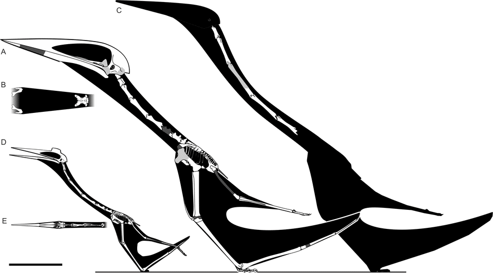 Life reconstruction of Hatzegopteryx thambema, a giant azhdarchid pterosaur from the Late Cretaceous of Romania